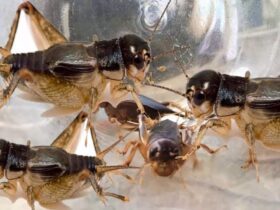 Dế mèn phiêu lưu ký