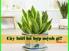 Cây lưỡi hổ hợp mệnh gì?