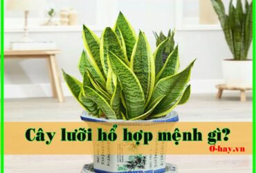 Cây lưỡi hổ hợp mệnh gì?